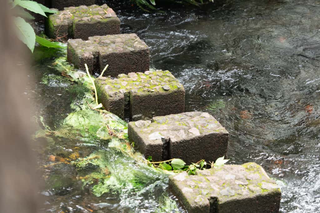 源兵衛川の飛び石とオレンジ色の花