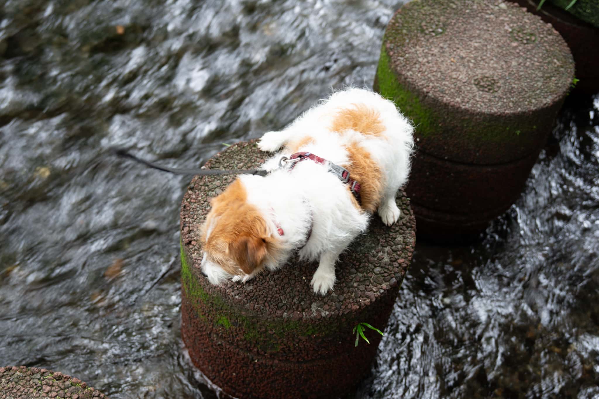 飛び石の上で立ち止まる散歩中の犬